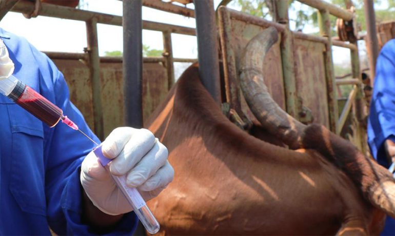 Vétérinaire en gants blancs administrant un vaccin ou prélevant un échantillon sanguin sur un bovin, dans le cadre du programme de vaccination contre les tiques au Zimbabwe.