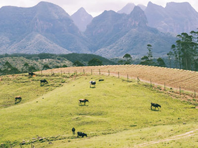 COP30: Can Africa Learn from Brazil’s Livestock Revolution?