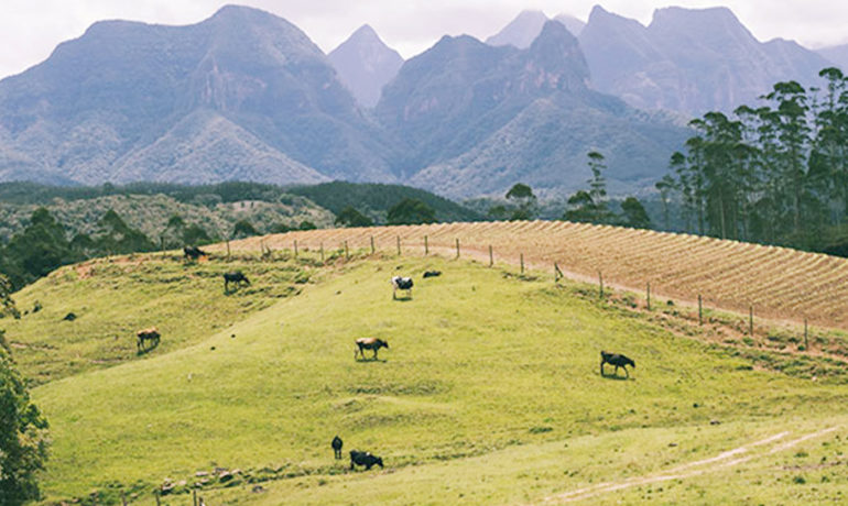 A wide-angle view of a lush green agricultural landscape in southern Brazil, showing cattle grazing on rolling pasture