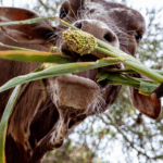 Virtual event :Growing evidence for the economic case of One Health intervention: A call to action from the latest Lancet One Health commission report, 25 November 2025 | 12:00-13:00 (CET)