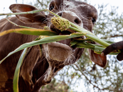 Virtual event : Management of acaricide resistance in livestock ticks in Africa,