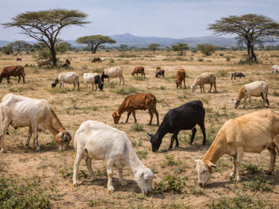 Afrique de l’Est : une percée scientifique permet de mesurer le méthane des bovins en libre pâture