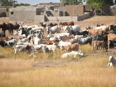 Burkina Faso : la campagne nationale de vaccination 2025–2026 contre les maladies animales prioritaires et les zoonoses progresse dans le Nakambé et le Gulmu