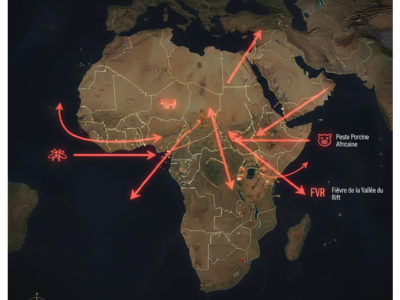 Les Maladies Animales Transfrontalières Mettent en Péril la Sécurité Alimentaire Africaine