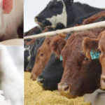 Abattoirs, races rares, fermiers : la solidarité en jeu