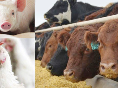 Transforming Madagascar’s Agricultural Landscape through the PDSEM