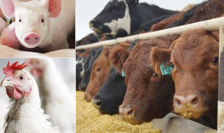 Mixed livestock including cattle, pigs, and fowls in a rural farm setting
