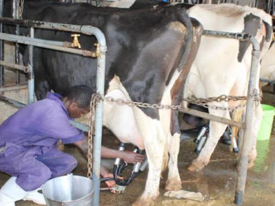 Kenya Unveils “Super Dairy Breed” to Transform Milk Production
