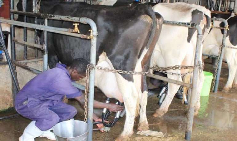 A Kenyan dairy farmer using mechanical milking equipment on high-yielding Friesian-Holstein cows in a modern dairy parlor