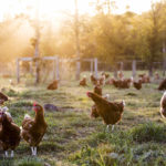 Senegal: FSRP Launches Construction of 100 Vaccination Parks to Strengthen Animal Health