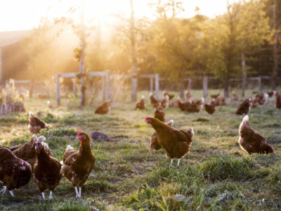 OMSA : Déclaration sur l’impact de la grippe aviaire sur la faune sauvage à l’échelle mondiale