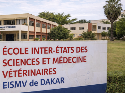 L’EISMV de Dakar recrute son/sa Directeur(trice) général(e) : candidatures ouvertes jusqu’au 30 janvier 2026