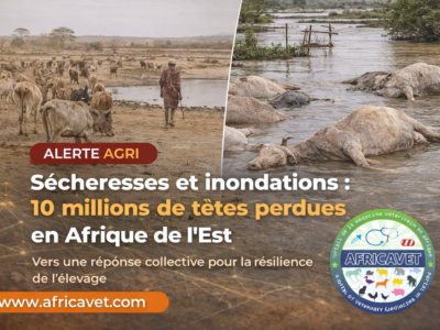 Sécheresses et inondations : 10 millions de têtes perdues en Afrique de l’Est, l’alerte qui relance le débat sur la résilience de l’élevage