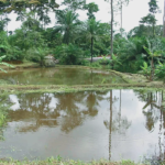 Burkina Faso : des opérations de contrôle sanitaire renforcées dans les points de vente de volailles à Ouagadougou