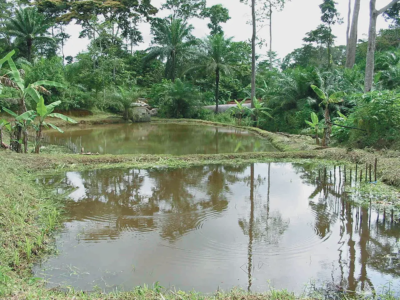 Coopération Cameroun–Japon : le PROFIP, un projet structurant pour refonder la pisciculture continentale
