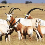 Abattoirs, races rares, fermiers : la solidarité en jeu