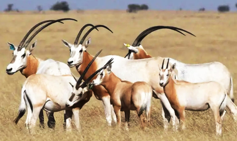 Groupe d’oryx algazelles à la robe blanche et beige marchant dans une prairie aride du Sahara tchadien.