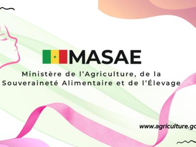 Sénégal : une hausse budgétaire de 38 % annoncée pour l’agriculture en 2026, au cœur de l’ambition de souveraineté alimentaire
