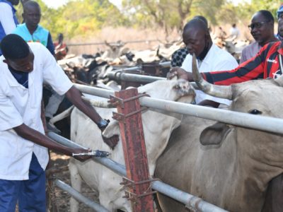 L’innovation au service de l’élevage africain