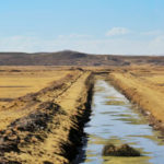 Ndiaganiao au cœur de la révolution génétique : Un nouveau souffle pour l’élevage sénégalais