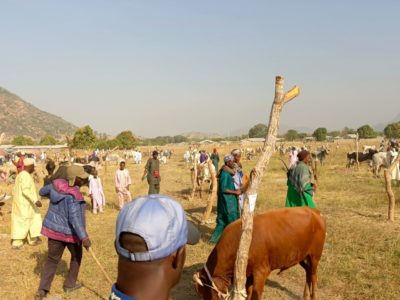 Cameroun : à Poli, le Livestock Farmers Festival met en lumière le rôle stratégique de l’élevage pour l’économie nationale et l’Afrique centrale