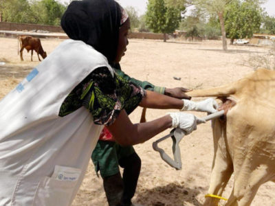 Ndiaganiao au cœur de la révolution génétique : Un nouveau souffle pour l’élevage sénégalais