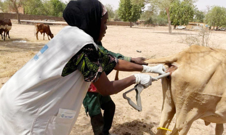 Éleveurs et troupeau bovin à Ndiaganiao, intégrés au Programme national d’amélioration des races bovines au Sénégal
