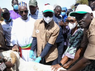 Sénégal : Keur Momar Sarr lance la vaccination nationale du cheptel 2026 et une coopérative agricole communautaire de 500 hectares