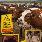 Jobs FAO : One Health Specialist (Consultant / PSA – Roster)