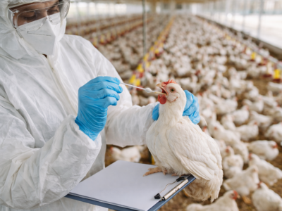 Grippe aviaire (IAHP) H5N1 : la FAO signale de nouveaux foyers au Nigeria et en Afrique du Sud