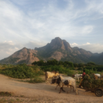 La FAO équipe les laboratoires vétérinaires au Togo : 150 millions FCFA pour raccourcir le délai entre “signal” et “réponse”