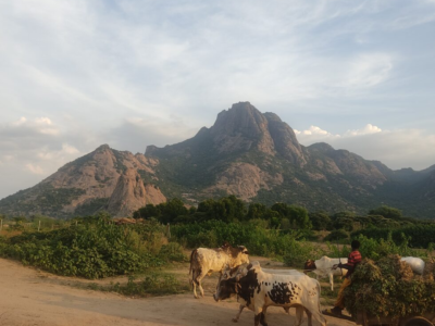 VSF-Suisse s’implante au Tchad : ce que cela change concrètement pour les communautés pastorales