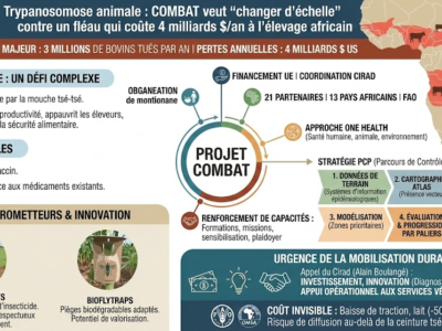 Trypanosomose animale : COMBAT veut “changer d’échelle” contre un fléau qui coûte 4 milliards $/an à l’élevage africain