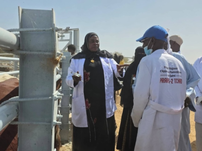 Au Tchad, le Ouaddaï passe à l’action : 300 000 animaux ciblés contre la PPR et la PPCB