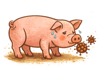 Le Canada autorise des porcs résistants au SDRP pour l’alimentation humaine et animale