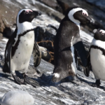 Protéger notre patrimoine : Lancement d’un livre historique sur l’élevage en Afrique