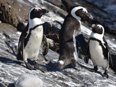 The Hunger Games of the Atlantic