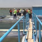 Variole ovine et variole caprine : le nouveau manuel FAO qui renforce l’éradication de la PPR… en évitant les mauvaises pistes sur le terrain