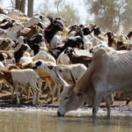 L’innovation au service de l’élevage africain