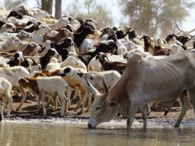 La sécurité et la diplomatie autour de l’élevage pastoral en Mauritanie