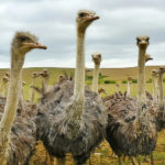 Crise de la fièvre aphteuse en Afrique du Sud : le conflit autour des « gatekeepers »