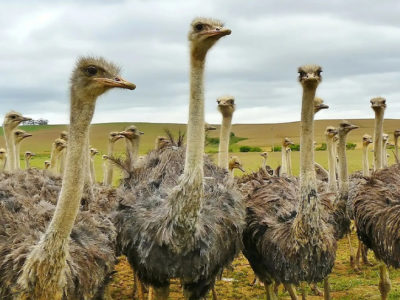 The Rise of Sustainable Livestock