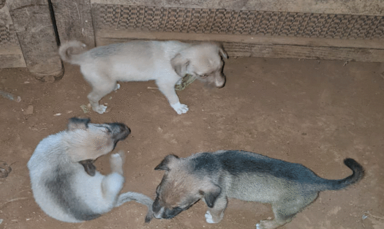 Trois chiots sur un sol en terre battue à côté d'un canapé, illustrant le risque de contamination environnementale par la toxocariose