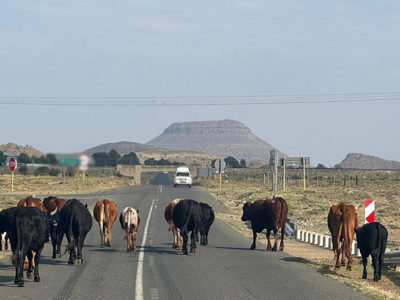 Crise de la fièvre aphteuse en Afrique du Sud : le conflit autour des « gatekeepers »