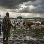 The Pulse of West African Agriculture: Stability and Ambition