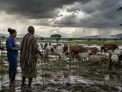 Fièvre de la Vallée du Rift : les pluies extrêmes replacent l’Afrique de l’Est et australe sous haute vigilance