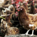 Fièvre de la Vallée du Rift : les pluies extrêmes replacent l’Afrique de l’Est et australe sous haute vigilance