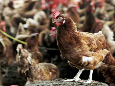 Bird Flu Outbreak in Ivory Coast