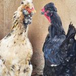 Tracer pour protéger : L’avenir de l’élevage en Afrique de l’Ouest