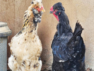 Du village au marché mondial : Le voyage incroyable du poulet Herero